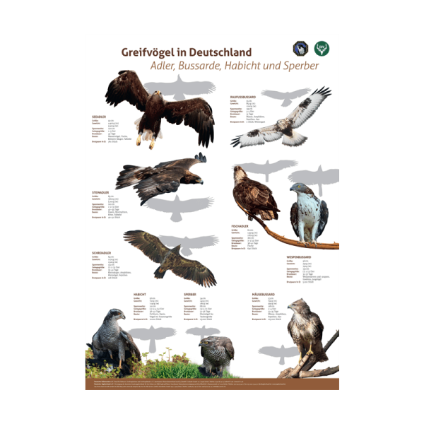 Poster Greifvögel 1: Adler, Bussarde, Habicht, Sperber