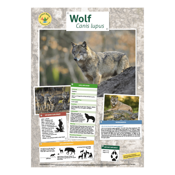 Lernort Natur-Tierposter Wolf
